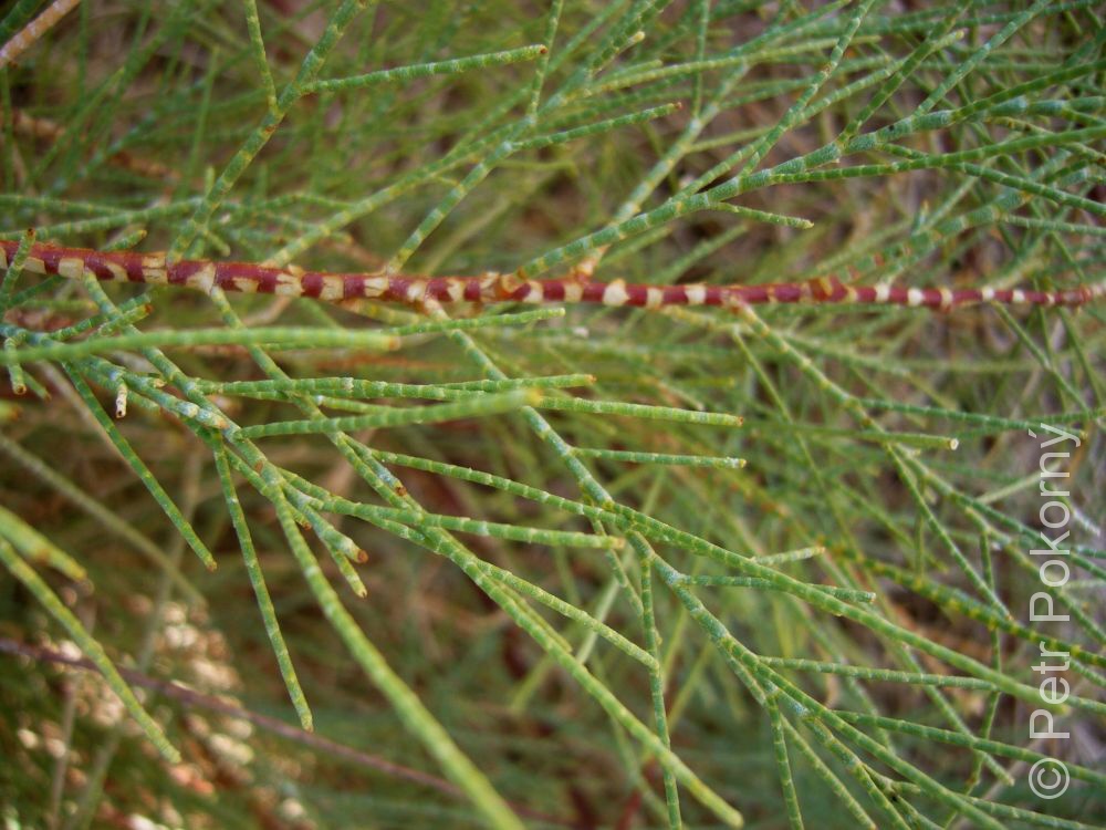 Athel tamarisk